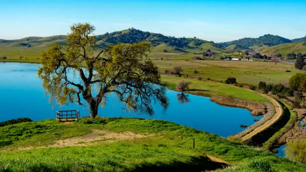 Panoramic view of  Lagoon Valley Park in Vacaville, California, USA, featuring oak tree and a lake and pedestrial walkway around it, from above