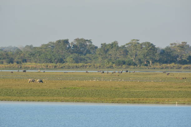 istock India Kaziranga National Park 944626992