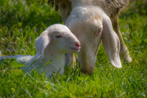 istock Sheep eats green grass near her puppy 944627122