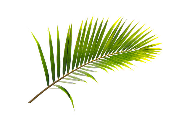 istock Green leaf of Coconut palm tree isolated on white background 944627508