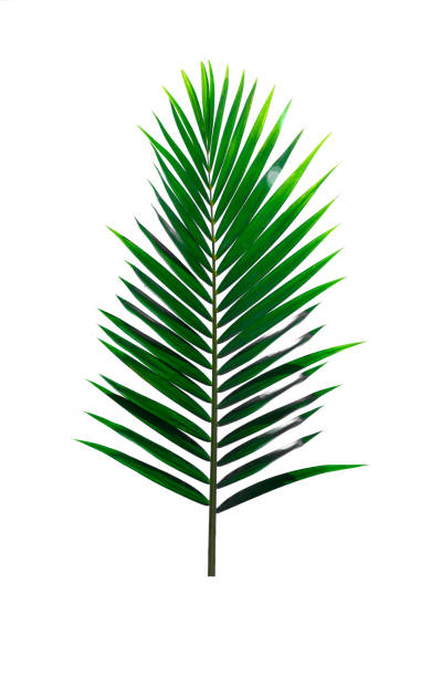 Green leaf of Coconut palm tree isolated on white background .