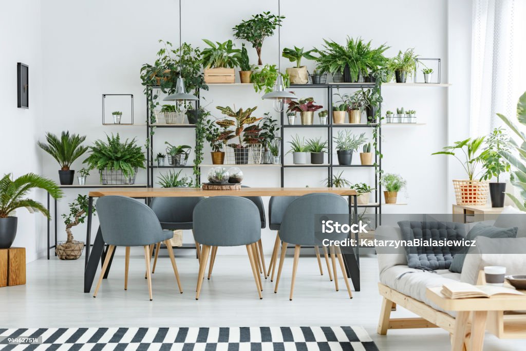 Grey open space interior Beige sofa next to dining table with grey wooden chairs in open space interior with plants Plant Stock Photo