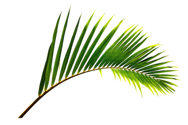 istock Green leaf of Coconut palm tree isolated on white background 944627520