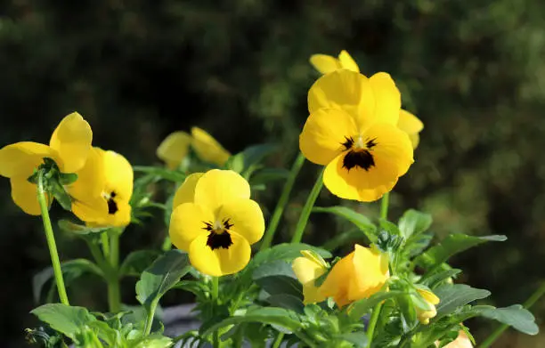 Yellow viola at spring in the garden.Flowers pansies bright yellow colors with a dark mid-closeup,healthy and edible flowers.