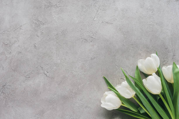 top view of white tulips on concrete surface top view of white tulips on concrete surface white tulips stock pictures, royalty-free photos & images