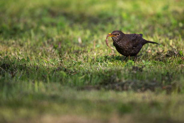 istock Female Common Blackbird  eating a worm 944633654