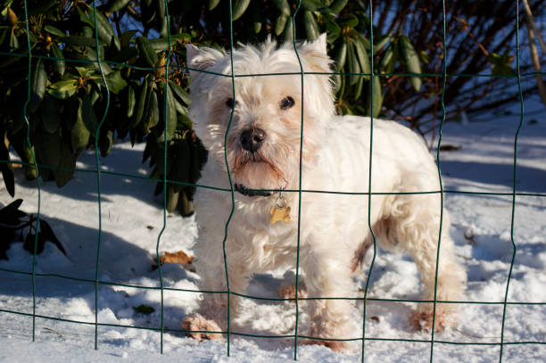 милая белая собака, стоящая на снегу - white denmark nordic countries winter стоковые фото и изображения