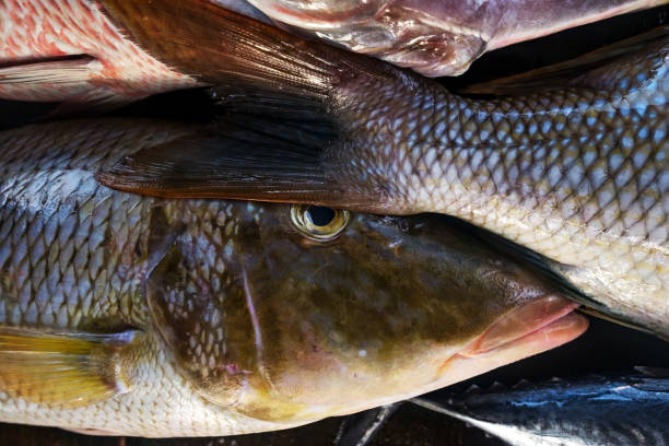 istock Fresh fish in the market close up. 944634856
