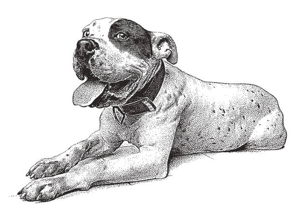 ilustrações, clipart, desenhos animados e ícones de alegre pit bull terrier - inks on paper