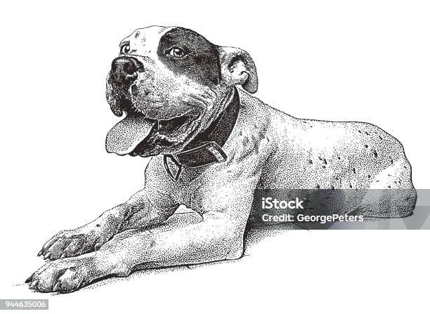 Cheerful Pit Bull Terrier Stock Illustration - Download Image Now - Dog, Pen And Ink, Pit Bull Terrier