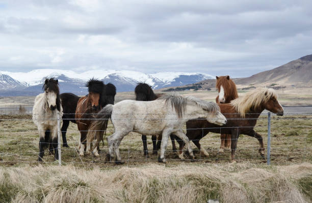 małe stada islandic ponnies stojące za płotem na łące pod górami. - ponny zdjęcia i obrazy z banku zdjęć