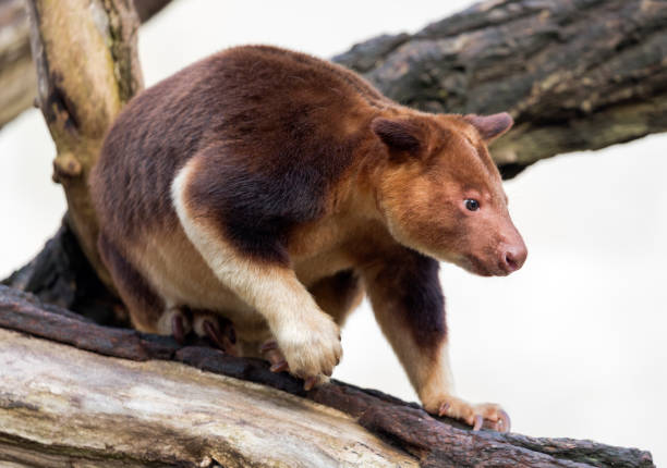istock Close up view of a Goodfellow's tree-kangaroo 944639412