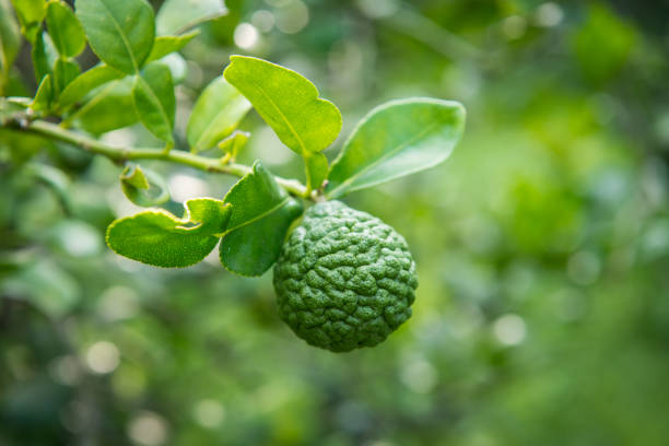 istock Bergamot and bergamot tree in garden 944639526