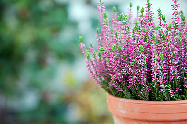 Purple heather  heather photos stock pictures, royalty-free photos & images