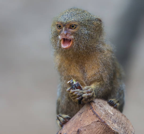 Close up of a Pygmy Marmoset Close up of a Pygmy Marmoset (Cebuella pygmaea) pygmy marmoset stock pictures, royalty-free photos & images