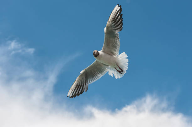 Bird stock photo