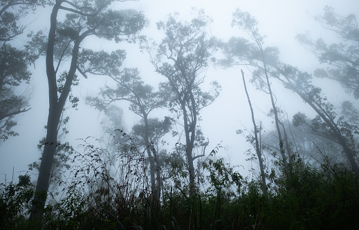 Up view on the crown of tropical trees in foggy weather. Mist is covering the leaves