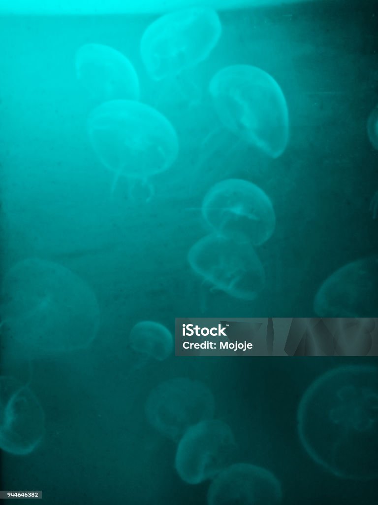 Jellyfish Under Water With Dark Cyan Background Stock Photo - Download  Image Now - Abstract, Animal, Animals In Captivity - iStock