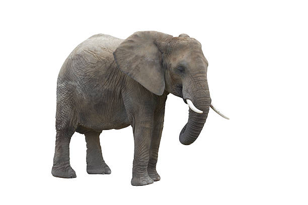 food, isoliert auf weiss mit clipping path - afrikanischer elefant stock-fotos und bilder