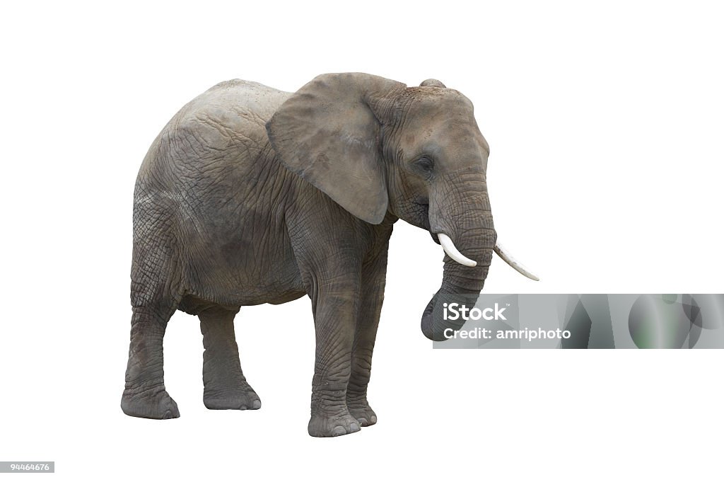 elefant isolated on white with clipping path  Elephant Stock Photo