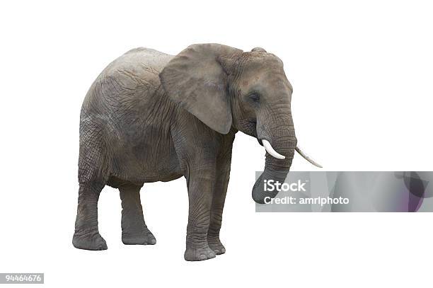 Elefant Isolated On White With Clipping Path Stock Photo - Download Image Now - Elephant, Cut Out, White Background