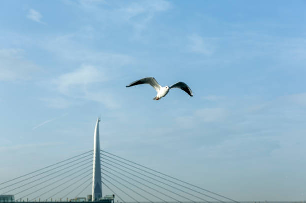 istock wild seagull bird flying over bosphorus strait in istanbul turkey 944646830