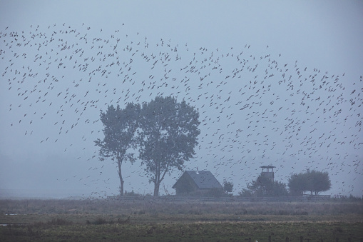 Bird migration on the little island Oie on Fischland-Darss-Zingst in Germany at the Baltic Sea on a grey morning in autumn