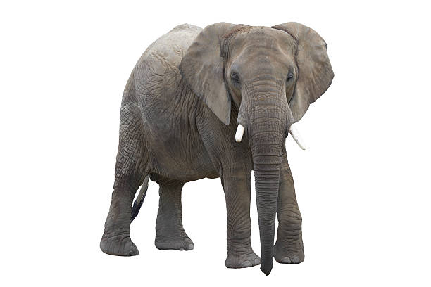 elefant avec un tracé de détourage - african elephant photos et images de collection