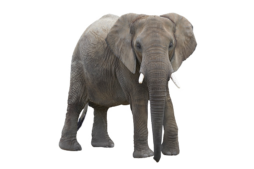 Open enclosures with elephants at Bergamo Zoo, Italy in Bergamo, Lombardy, Italy