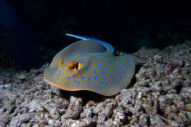 istock blue spotted stingray with clipping mask 94464729