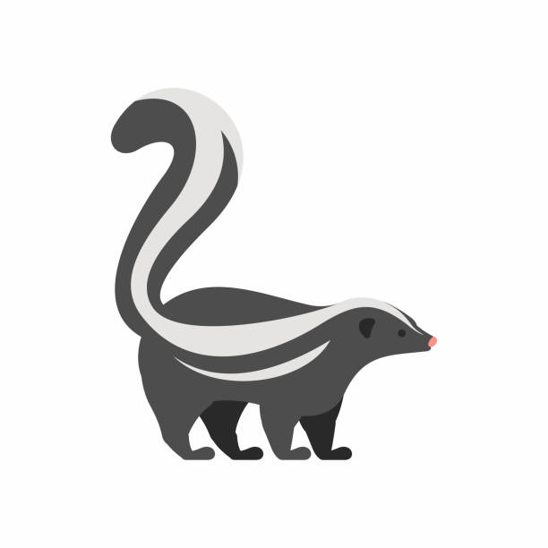 skunk ( skunk ) - skunk stock illustrations