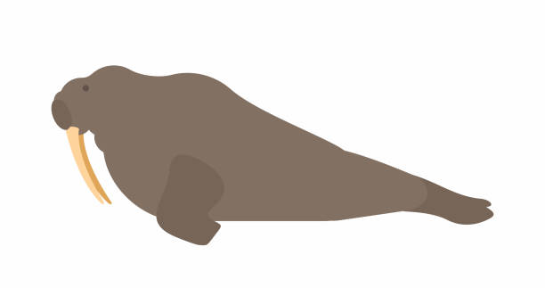 illustrations, cliparts, dessins animés et icônes de morse - animal large cartoon fish