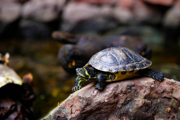 tartaruga  - young animal sea life amphibians animals and pets - fotografias e filmes do acervo