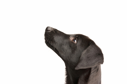 Black Labrador dog lying on floor and looking away with a deep look on a white background. Concept of faith and trust.