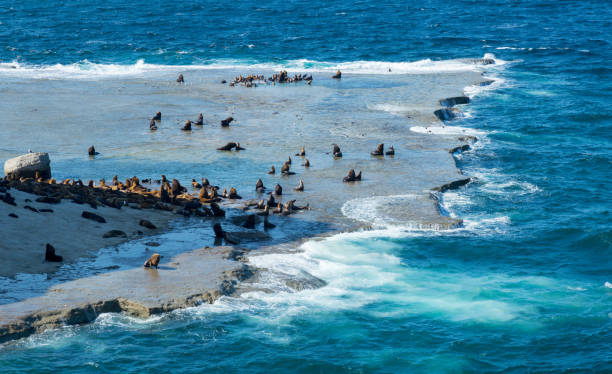 Rookeries of sea lions
