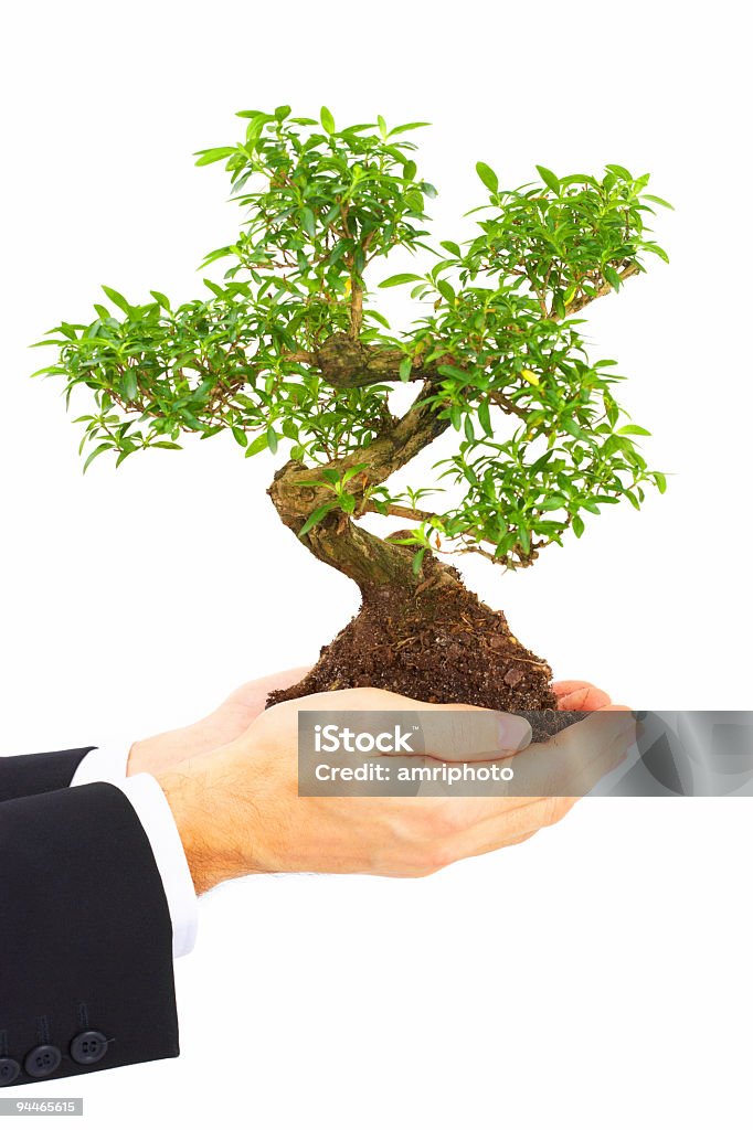 Stabile di crescita - Foto stock royalty-free di Dirigente