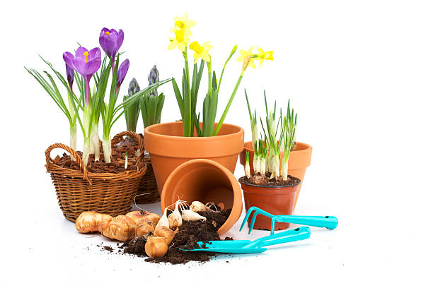 spring é comming - single flower flower crocus bud imagens e fotografias de stock