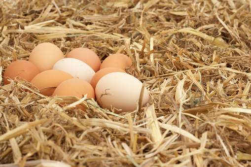 Country chicken eggs laid out in hay