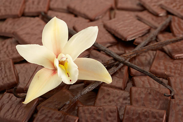 vaniglia e al cioccolato - vaniglia spezia foto e immagini stock