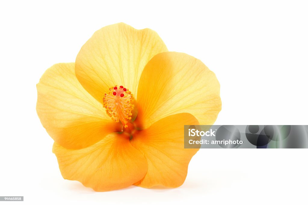 orange Hibiskus - Lizenzfrei Eibisch - Tropische Blume Stock-Foto