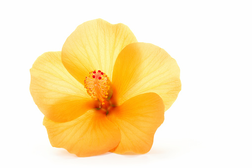 The white background in the picture is a yellow hibiscus flower with large, soft, yellow petals. The petals have five serrated leaves and are arranged in a single layer. The stamens in the center of the flower are yellow, the tips are orange. The flowers are lar