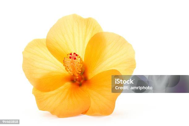 Pomarańczowy Hibiskus - zdjęcia stockowe i więcej obrazów Hibiskus - Hibiskus, Kwiat - Roślina, Pomarańczowy