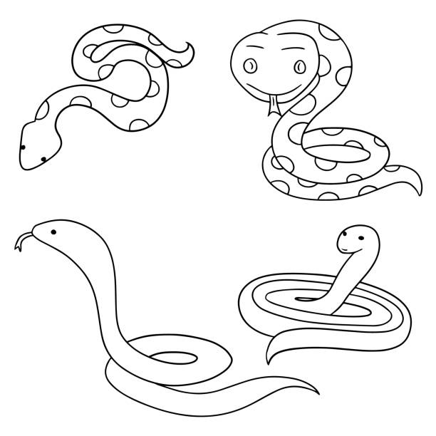 ilustraciones, imágenes clip art, dibujos animados e iconos de stock de serpiente - boa