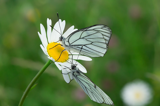 Two white butterflies Aporia Crataegi over  a daisy flower in a green mountain meadow , macro pictures