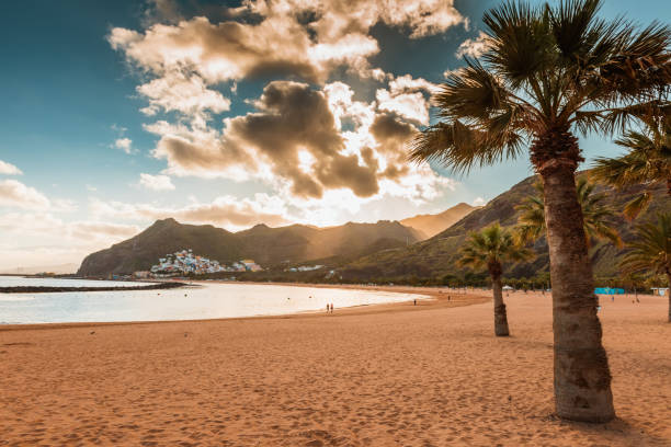 istock palm trees Playa de las Teresitas Beach, Tenerife 944665994