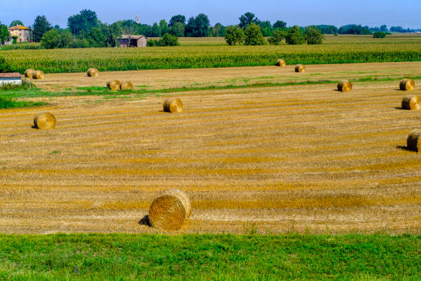 Rural landscape along the Po cycle path Rural landscape along the Po cycle path near Guardamiglio and San Rocco al Porto (Lodi, Lombardy, Italy) at summer lodi italy stock pictures, royalty-free photos & images