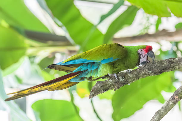 parrot - gelbbrustara stock-fotos und bilder