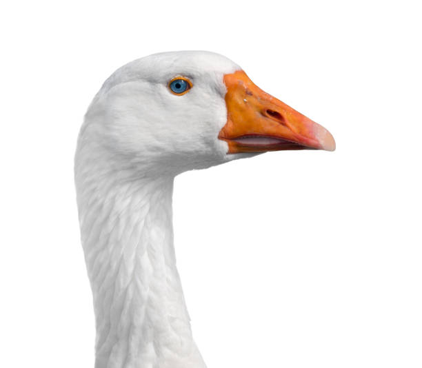 istock White goose head and long neck, close-up, isolated. 944666386