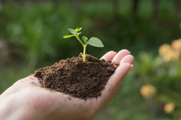 istock Human hands holding green small plant life concept. Ecology concept. 944667362