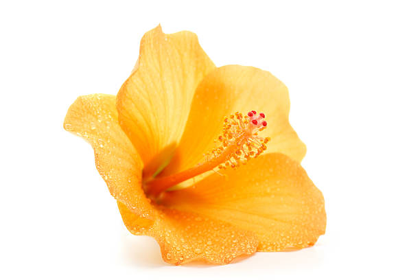 wet hibiscus  tropical flower stock pictures, royalty-free photos & images